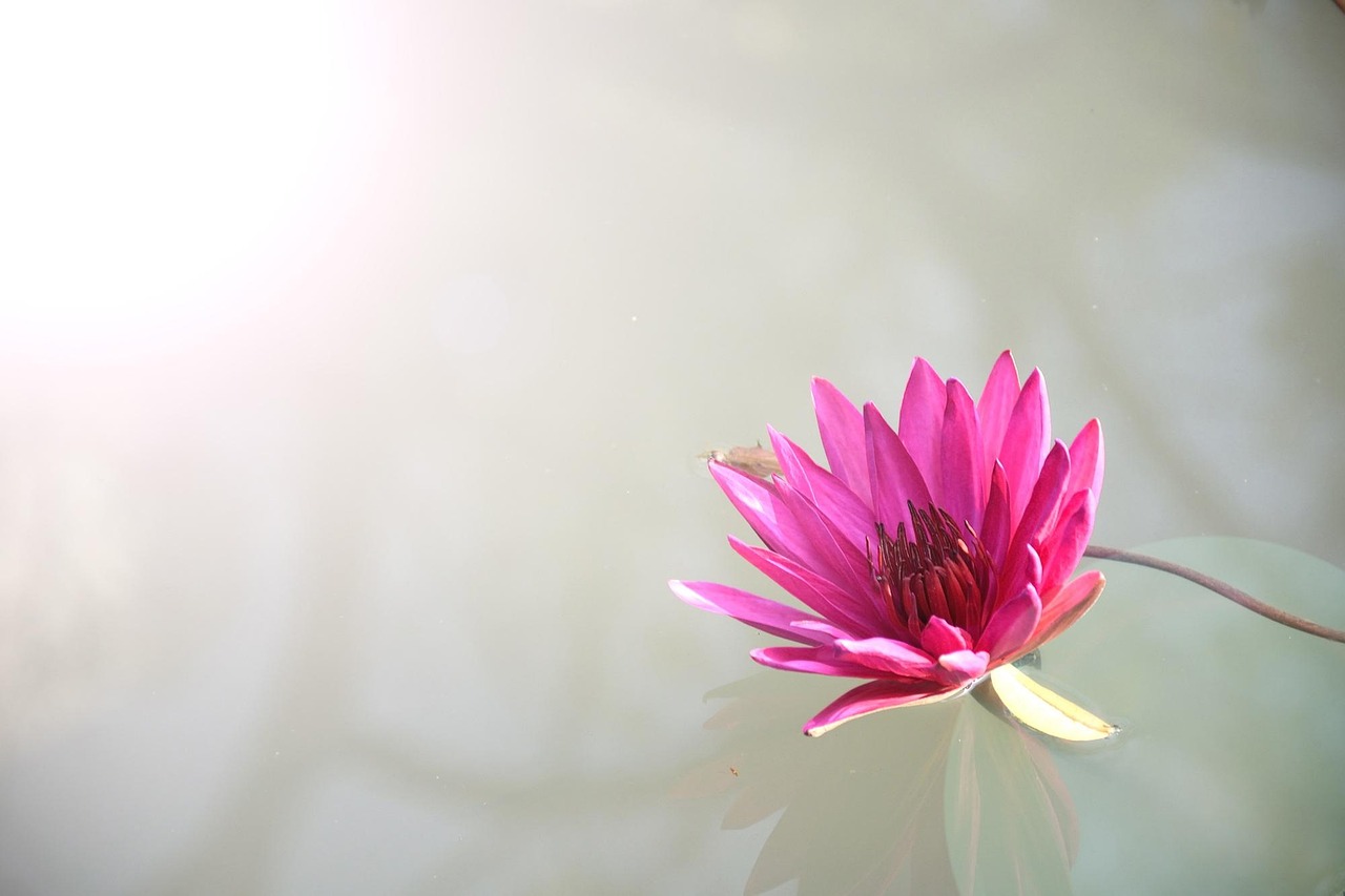 Premium Lotus365 App Download: Step-by-Step Guide for India (2027)